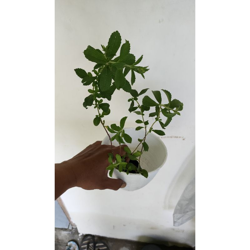 BIBIT STEVIA