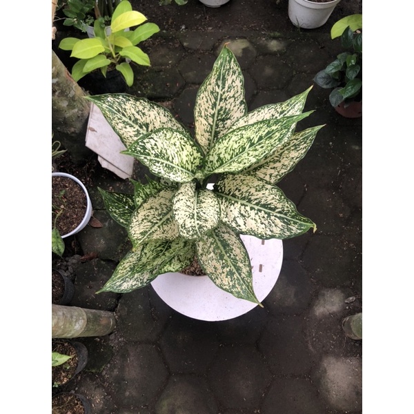 aglaonema snow white rumpun 4 anak 7