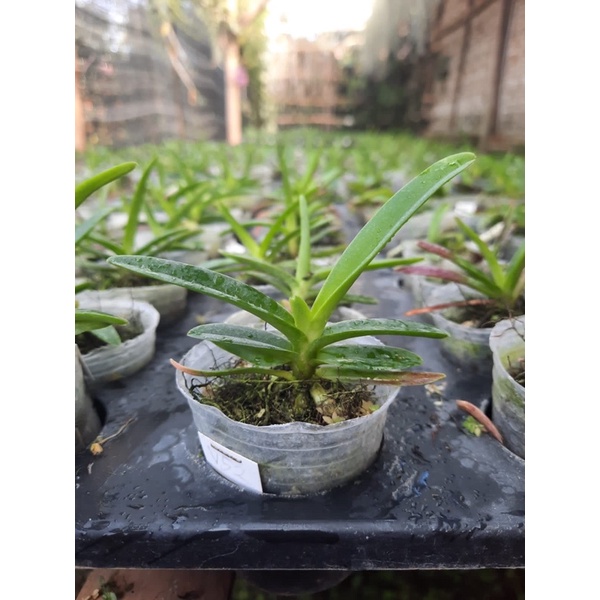 Seedling Anggrek Vanda Hybrid/Vanda Murah/Vanda Grosir/Bibit Anggrek Vanda