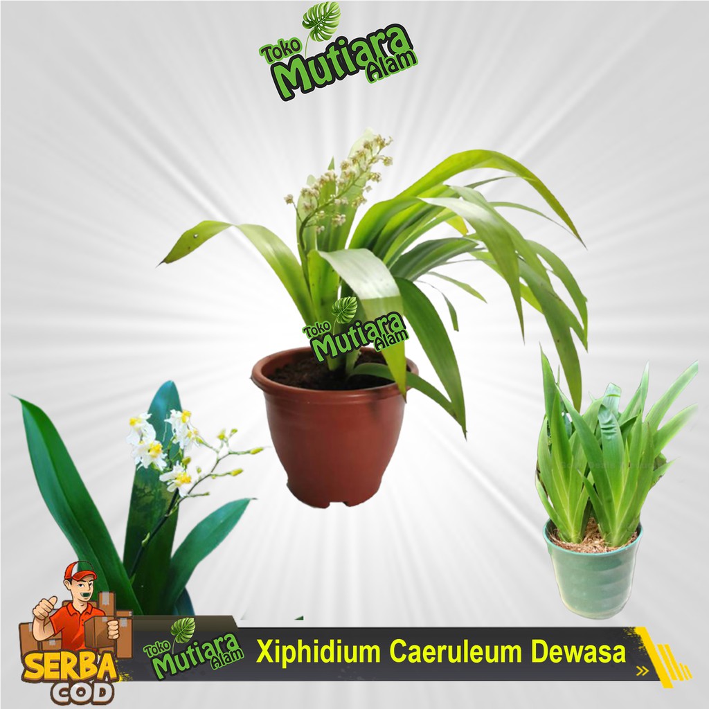 Xiphidium Caeruleum Anggrek cantik tanaman hias mutiara alam