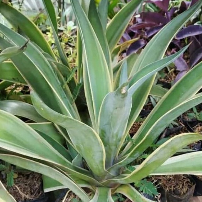 TANAMAN HIAS AGAVE KING/SIKLON KING