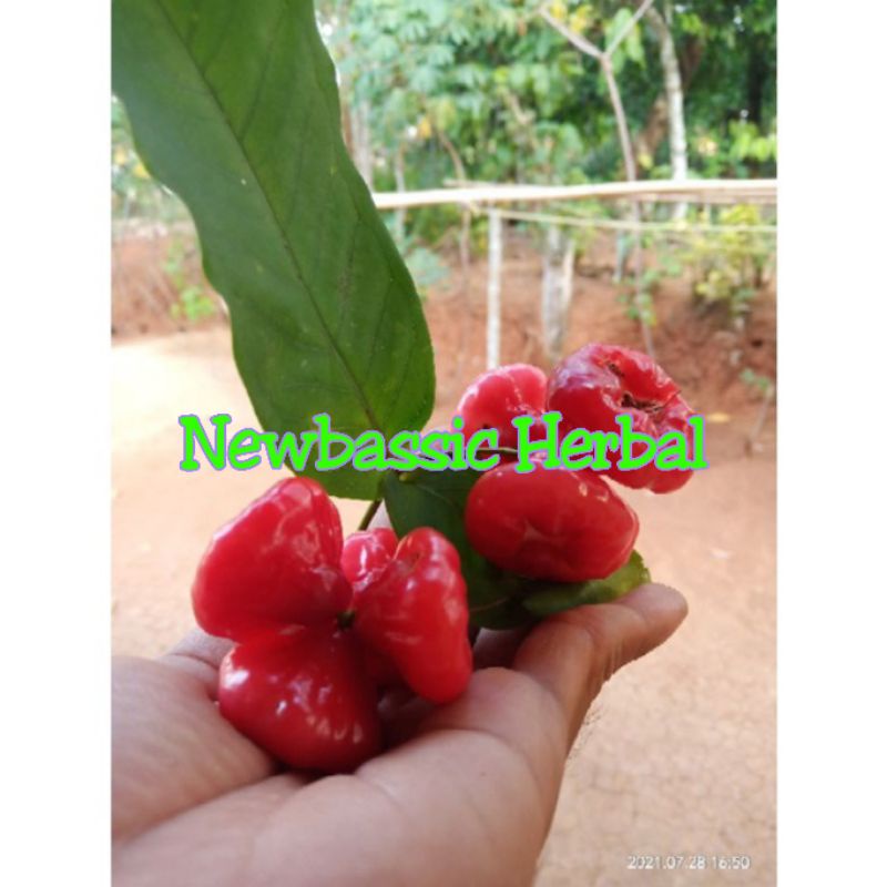 

buah jambu air kancing