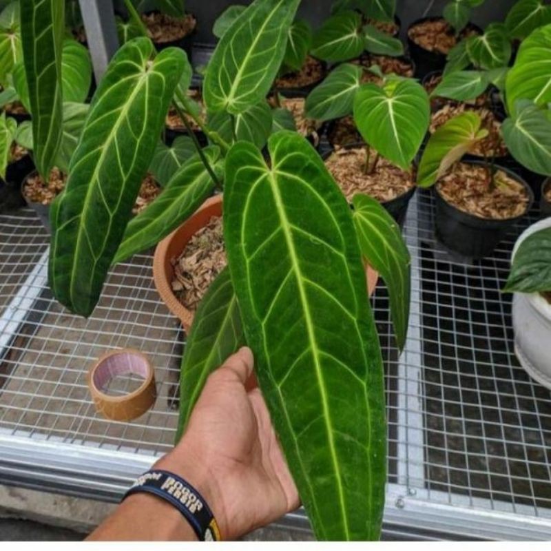 NEWS anthurium Lidah Gajah bonggol siap tumbuh ★ J8M