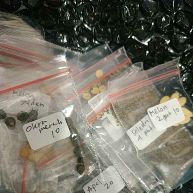 Biji / Benih / Bibit Bunga Matahari Teddy Bear Sunflower Mudah Tumbuh