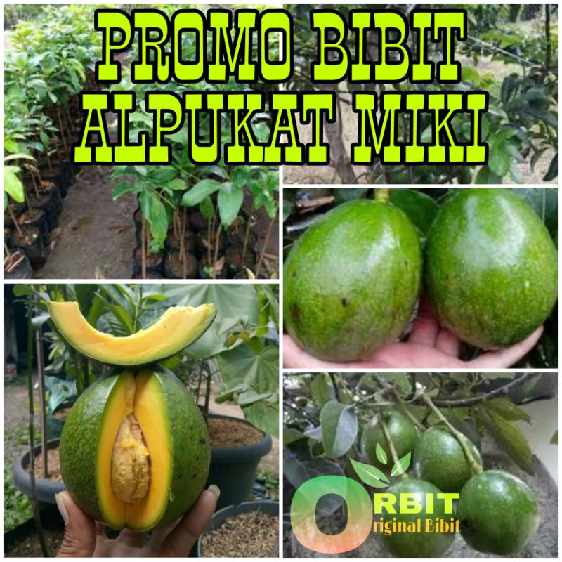 PROMO BIBIT ALPUKAT MIKI SIAP BERBUAH