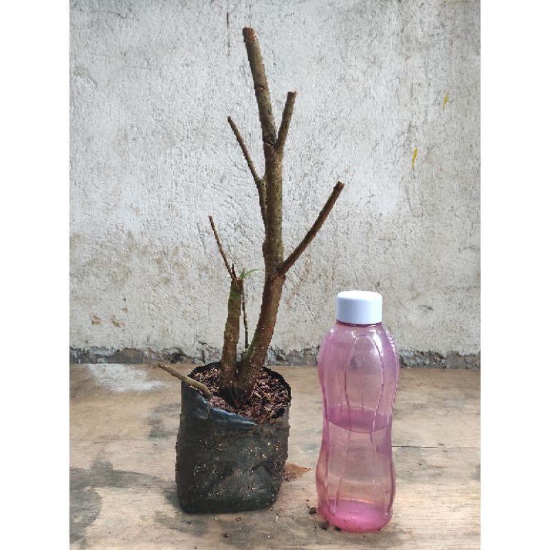 bahan bonsai asoka merah daun mikro 3