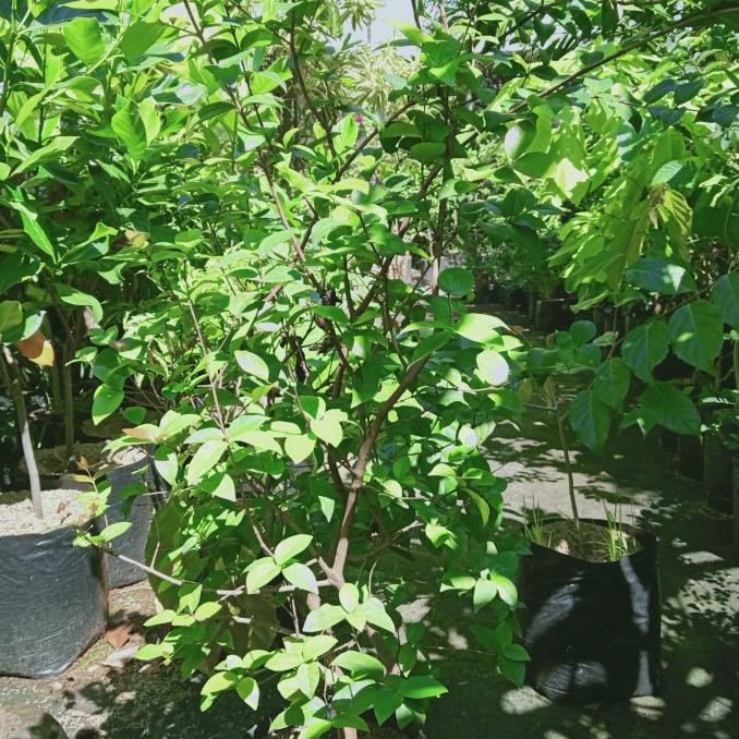 ~~~~~] bibit besar dewandaru 1 meter siap berbuah