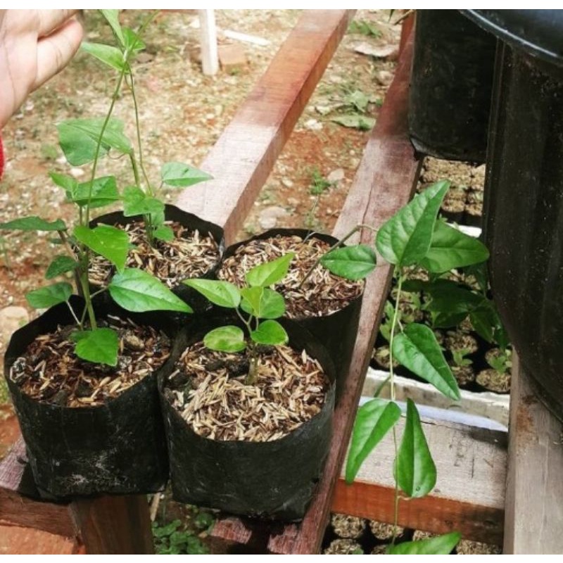 Bibit Cincau Rambat Siap Tanam//Tanaman Cincau Rambat Hijau