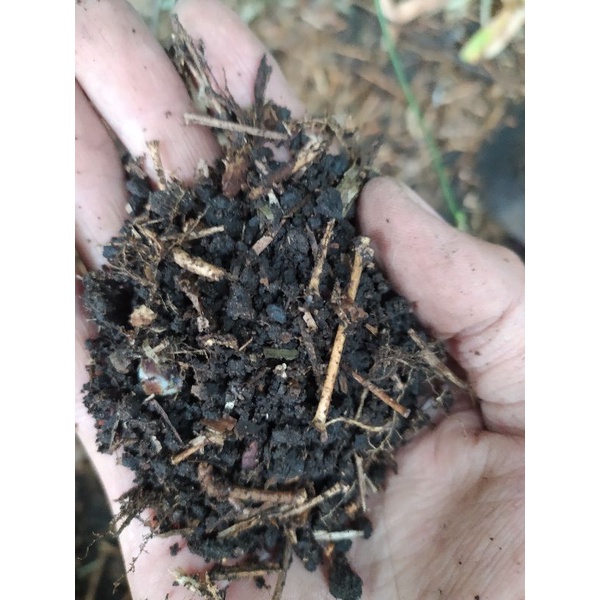 andam tanah humus daun bambu ( dibawah pohon bambu ) 1kg