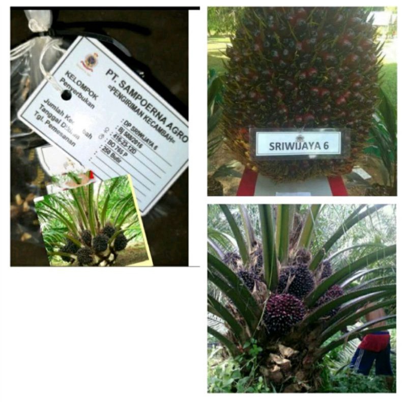 bibit cambah sawit sj 6 bibit unggul murah