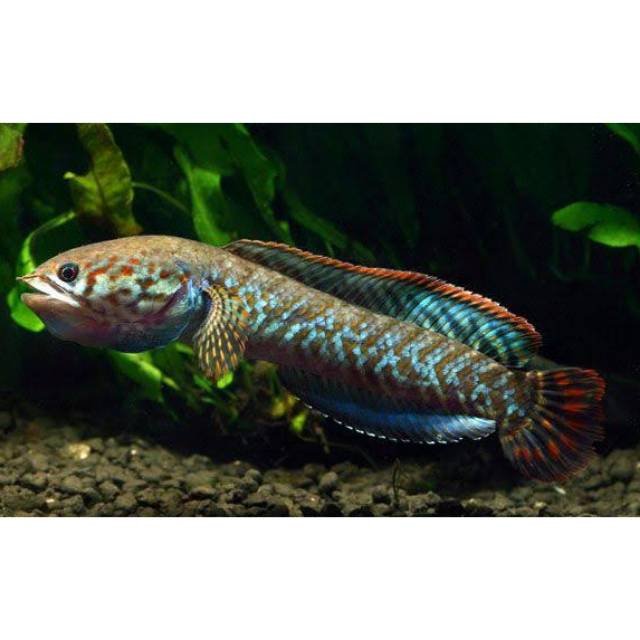 Gabus hias Channa Bleheri 15cm up.