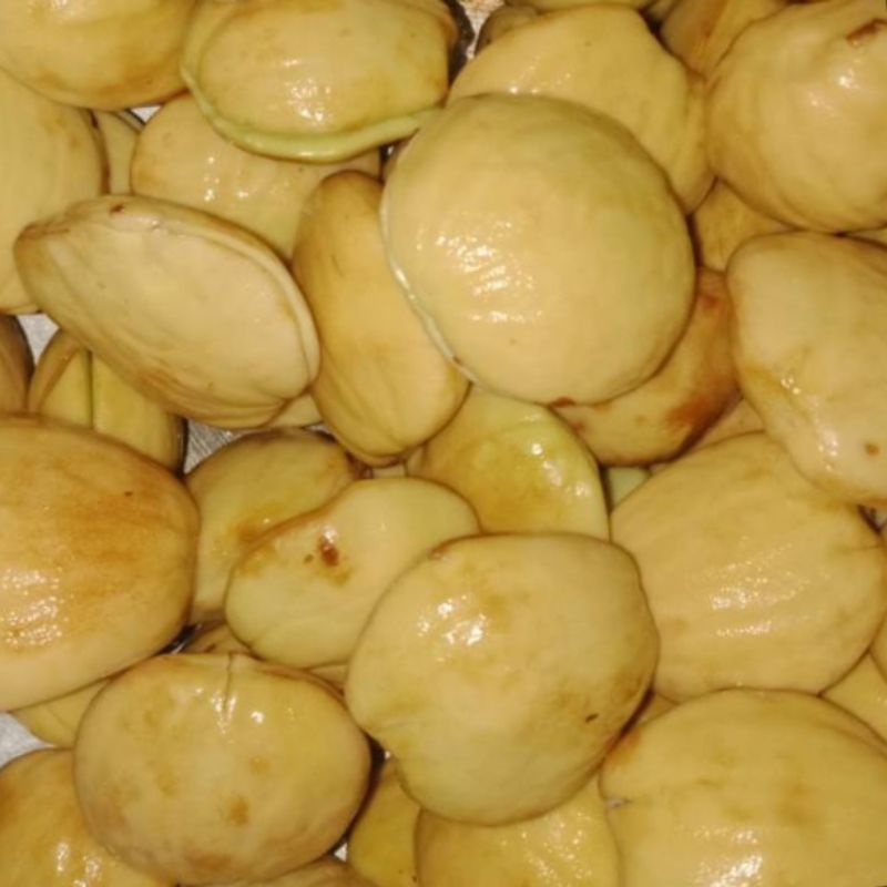 

JENGKOL TUA REBUS