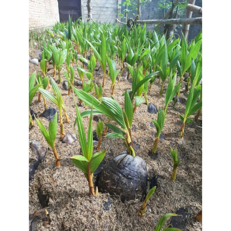 BAHAN BONSAI KELAPA GADING OREN