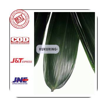 

[ BISA COD ] DAUN BAMBU SEGAR DAN LEBAR UNTUK BUNGKUS BACANG ATAU HERBAL