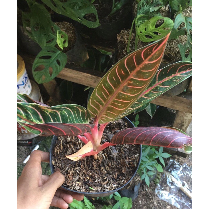 Tanaman hias aglonema red sumatra-aglonema-tanaman hidup