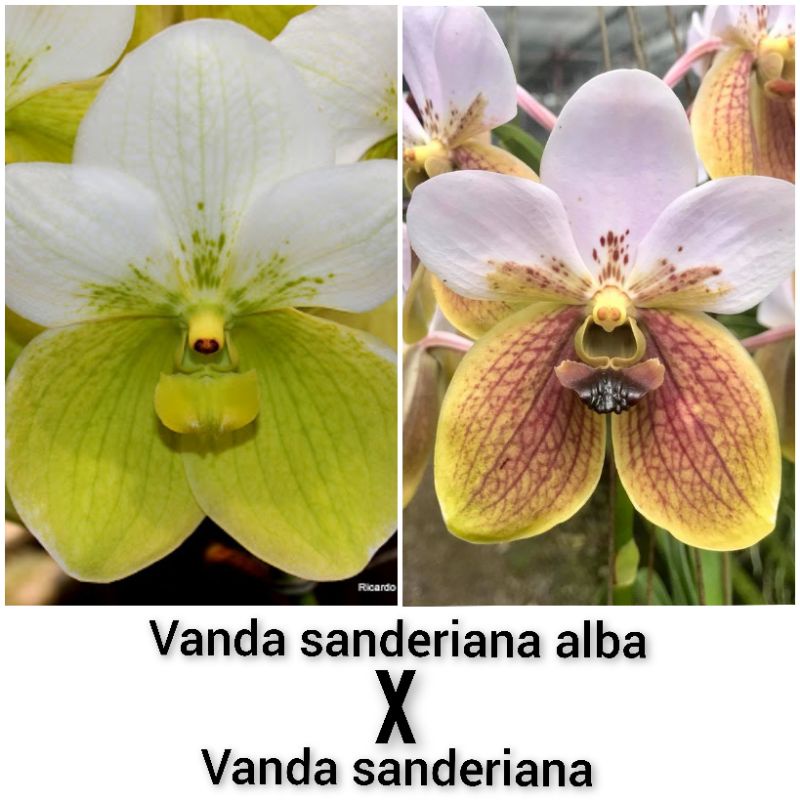 seedling vanda
