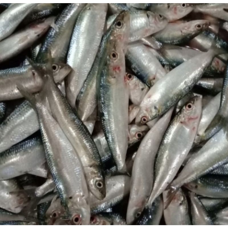 

ikan sarden segar 1000gr