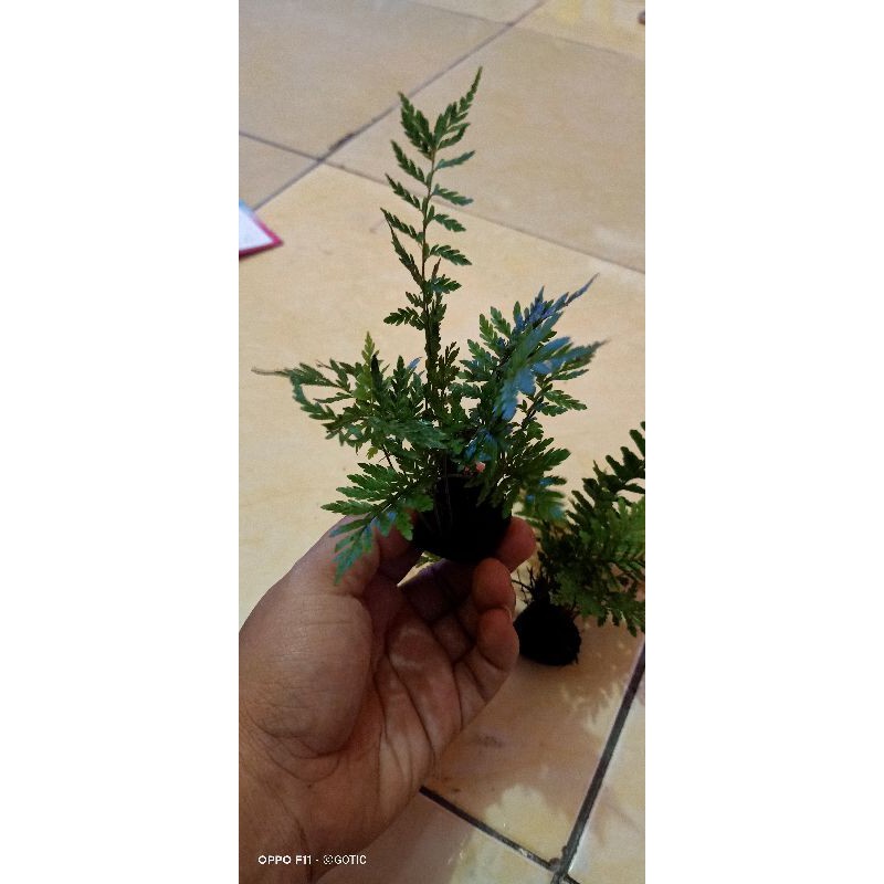 TANAMAN PAKIS AQUASCAPE PALUDARIUM