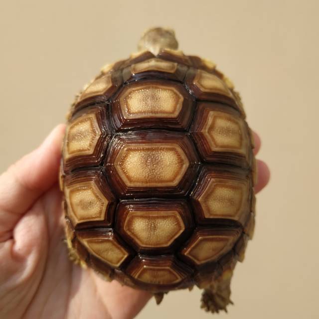 Sulcata tortoise/kura darat sulcata 8-9cm dome