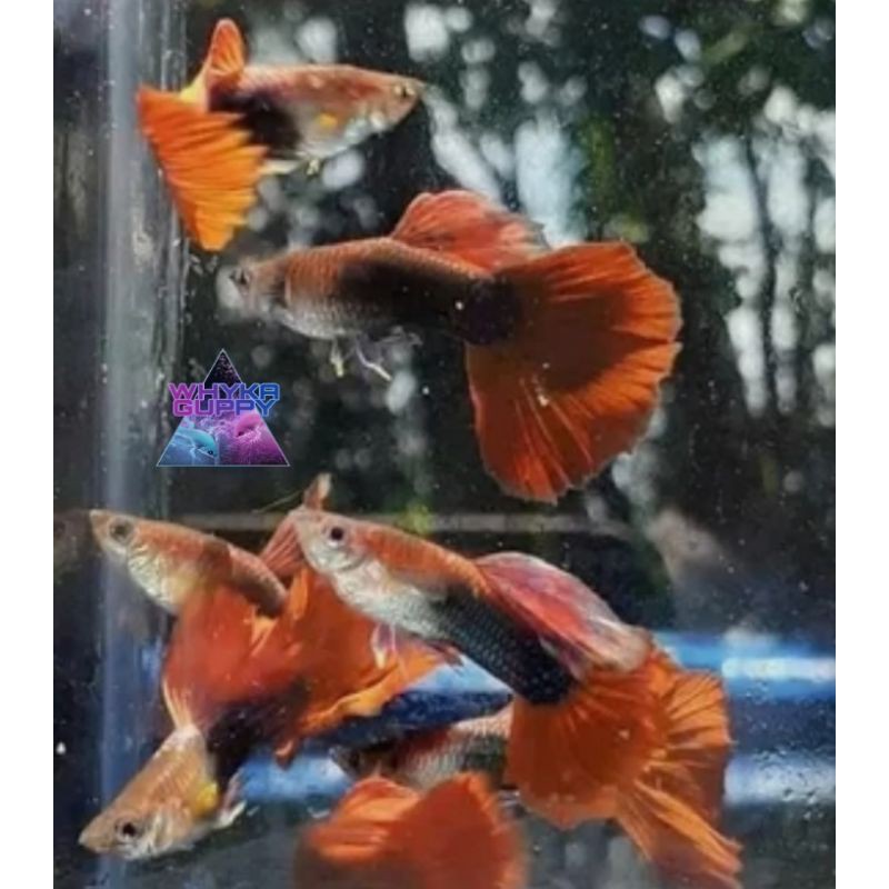 Ikan Guppy HB Red Ikan Hias