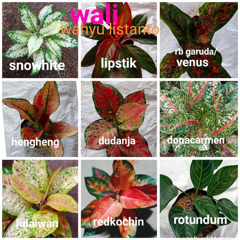 Paket 9 jenis aglonema daun sehat dan segar