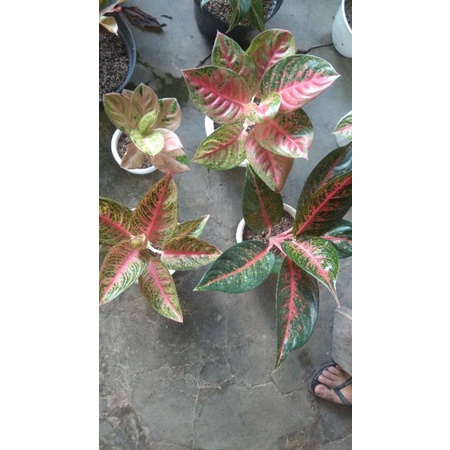 paket aglonema, hot lady, emerald, mahasety, legasy red