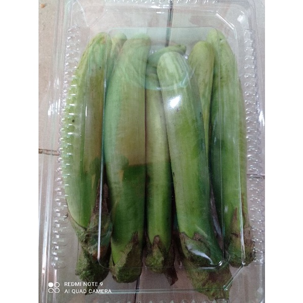 

terong telunjuk medan