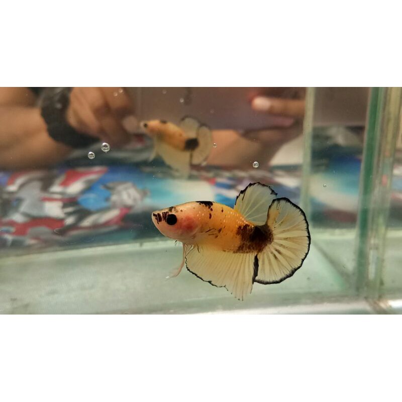 

Ikan Cupang HMPK yellow koi