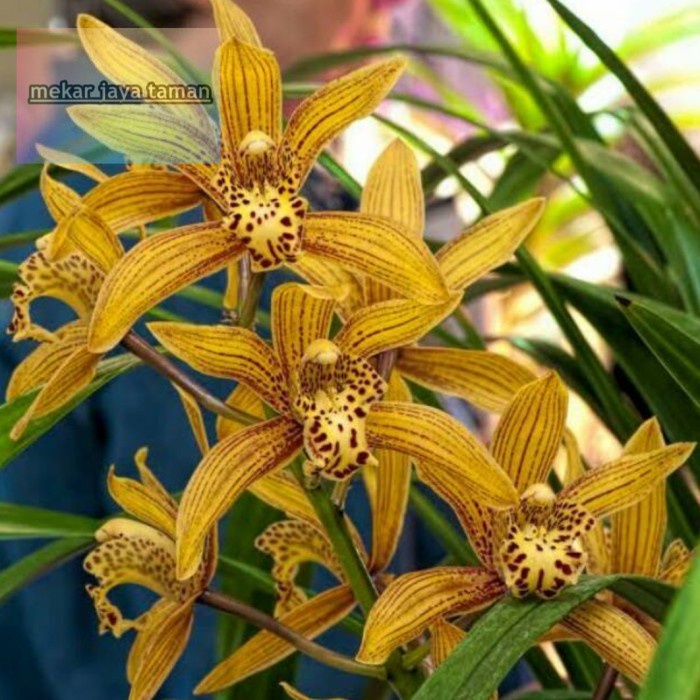 Anggrek Cymbidium Chen Ruby