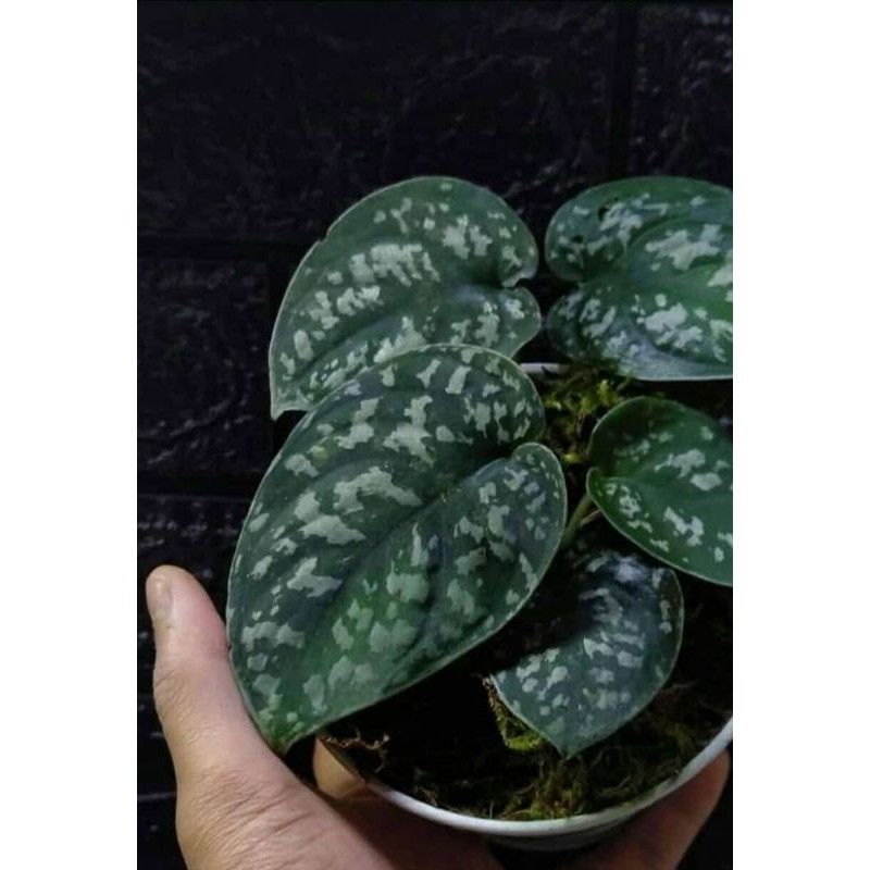 scindapsus pictus argyraeus