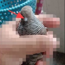 Burung perkutut krosing katuranggan Satrio pinayungan