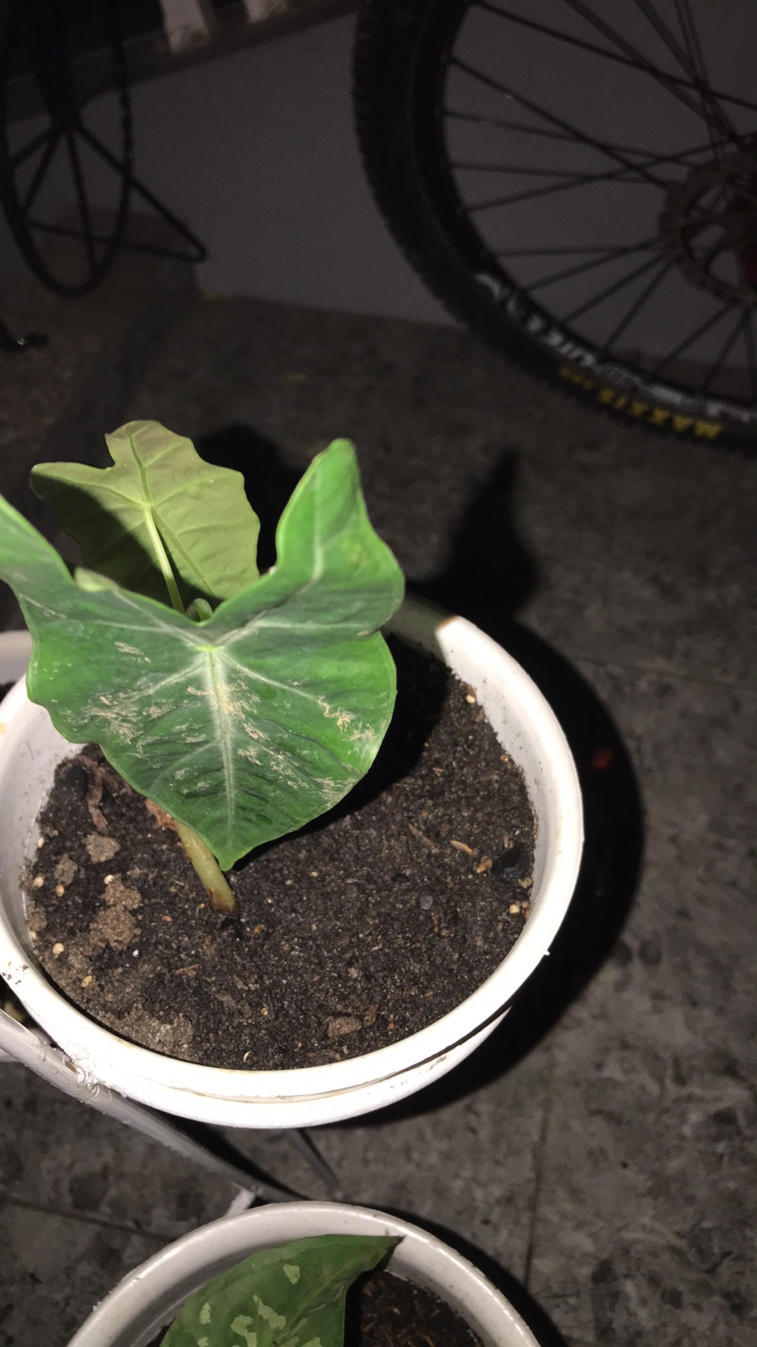 Tanaman Hias Keladi  Alocasia Silver /keladi Liku Sp Hutan