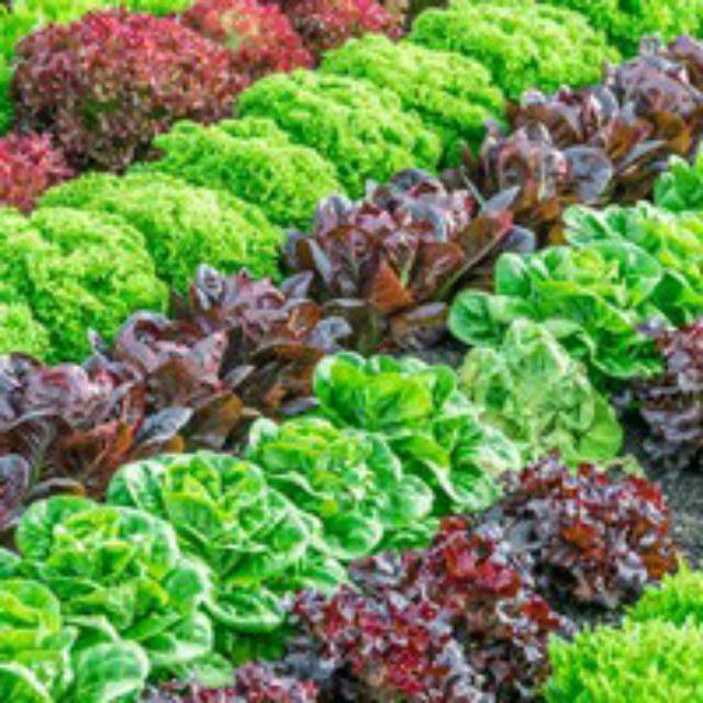 Benih Bibit Biji - Lettuce Headed Mixed Selada Campuran Seeds - IMPORT