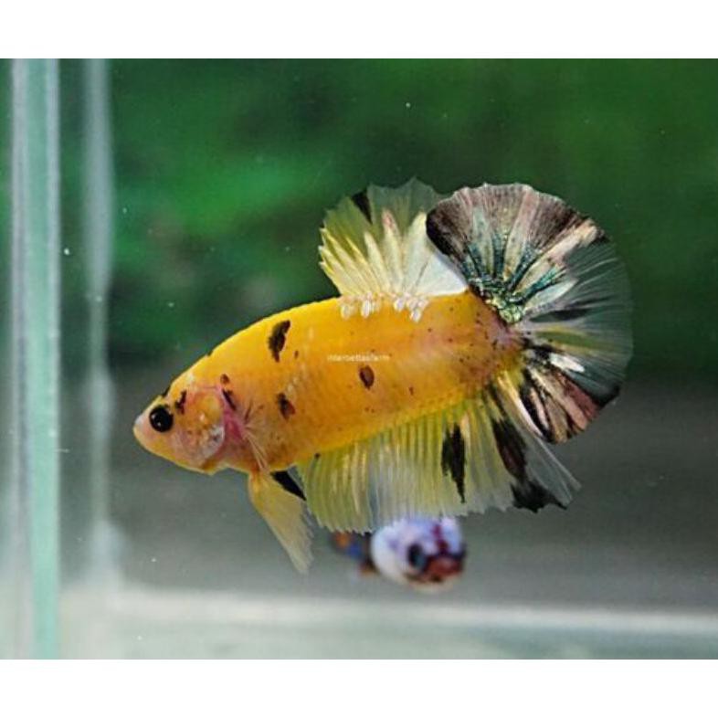Terbaru Cupang Hias Yellow Koi Copper Ikan Sultan Terjangkau