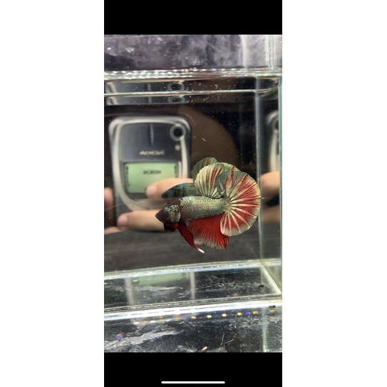 Ikan Cupang HMPK Red Cooper