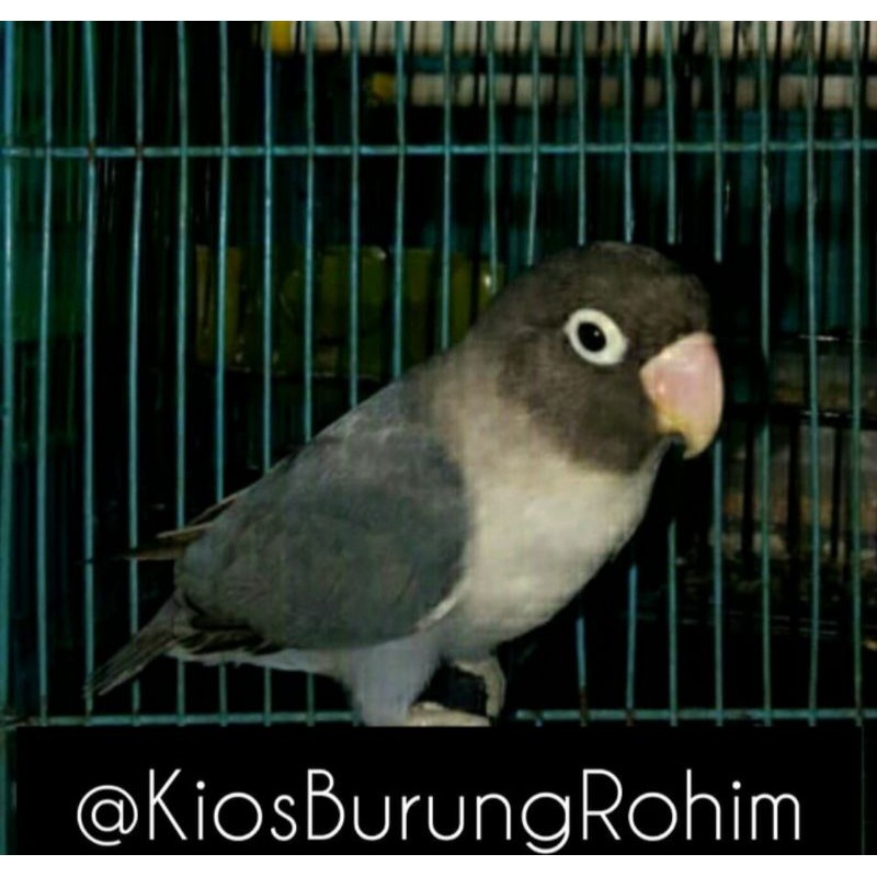 burung lovebird batman jantan/betina paud dan dewasa
