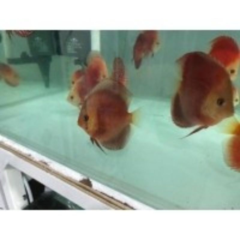 discus red sun
