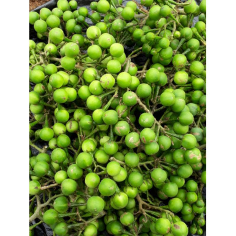 

Buah Takokak Segar Buah Cepokak Buah Rimbang 250gram