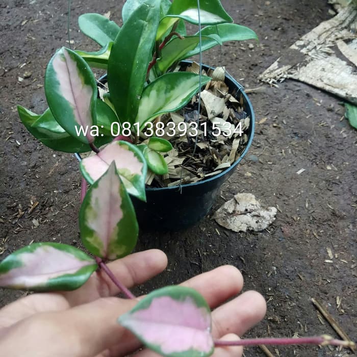 promo Tanaman Hias Hoya - tanaman gatung hoya