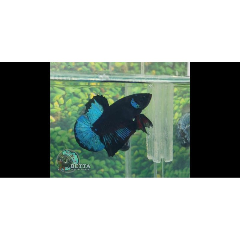 Cupang avatar(bahanan)