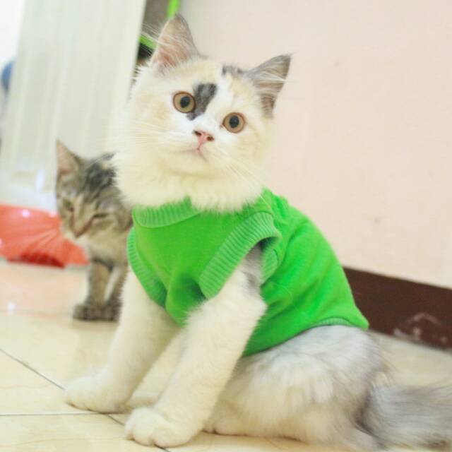 Kaos lucu untuk kucing dan anjing model rip murah / baju kucing murah size S M L XL