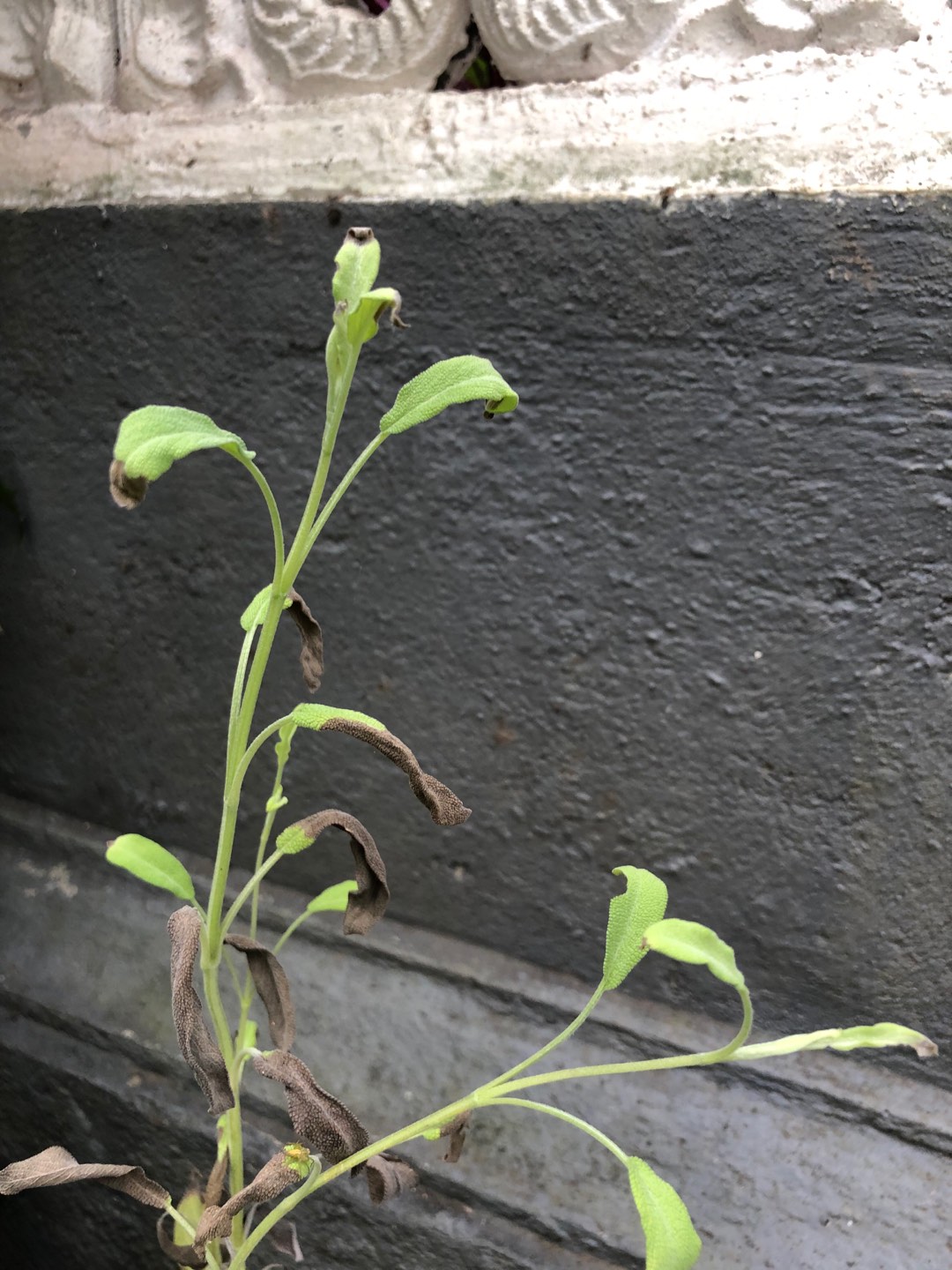 Lavender Sage Aromaterapi