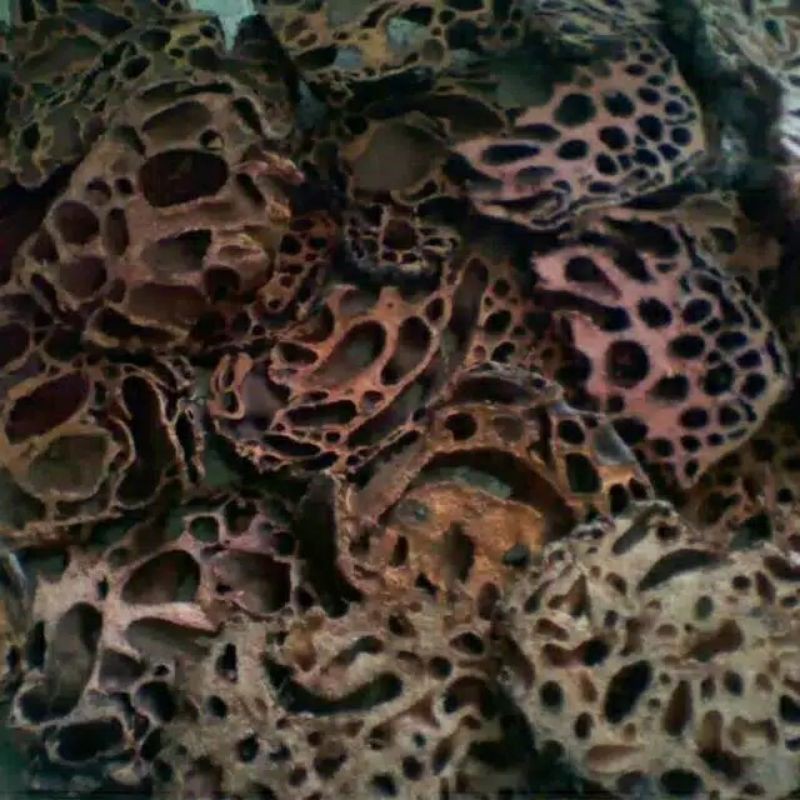 

sarang semut asli papua 500gram