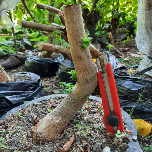 Bahan bonsai lantana bunga kuning jumbo.