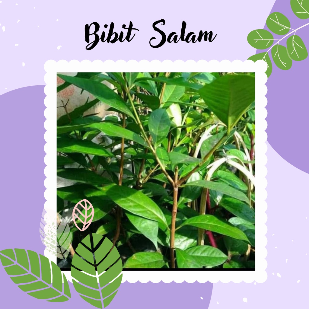 BIBIT POHON SALAM TANAMAN DAUN SALAM BIBIT TANAMAN DAUN SALAM