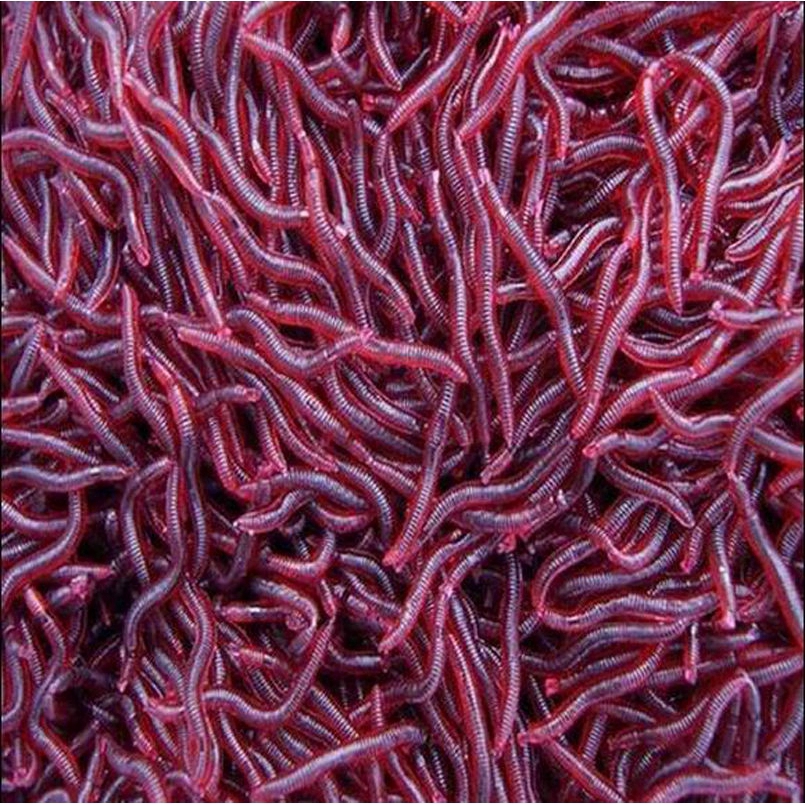 50Pcs Umpan Pancing Bentuk Cacing Tanah Warna Merah
