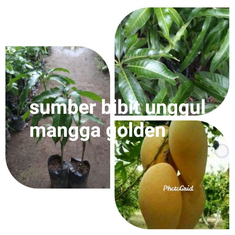 bibit mangga golden