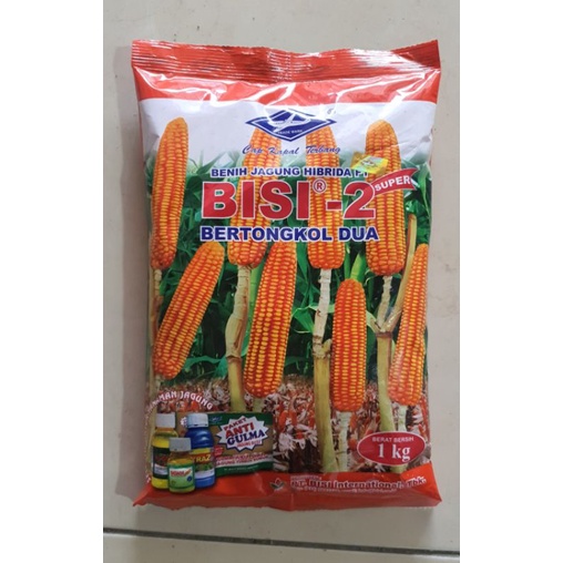 Bibit jagung Bisi - 2 1kg bertongkol 2 kapal terbang