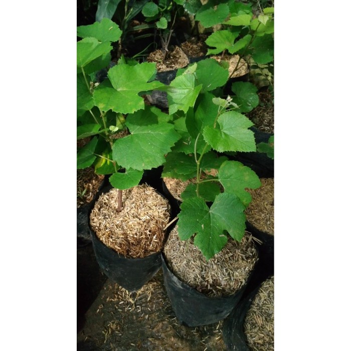 READY BIBIT POHON BUAH ANGGUR RAMBAT .