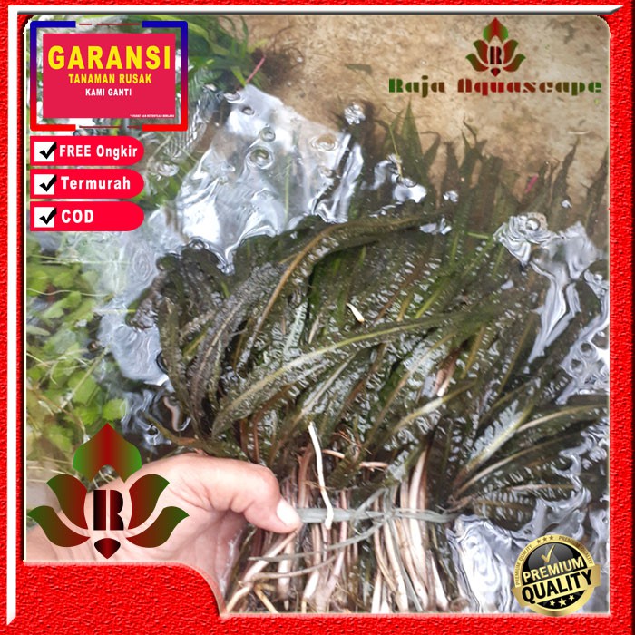 Cripto Balansai Tanaman Aquascape Hiasan Akuarium